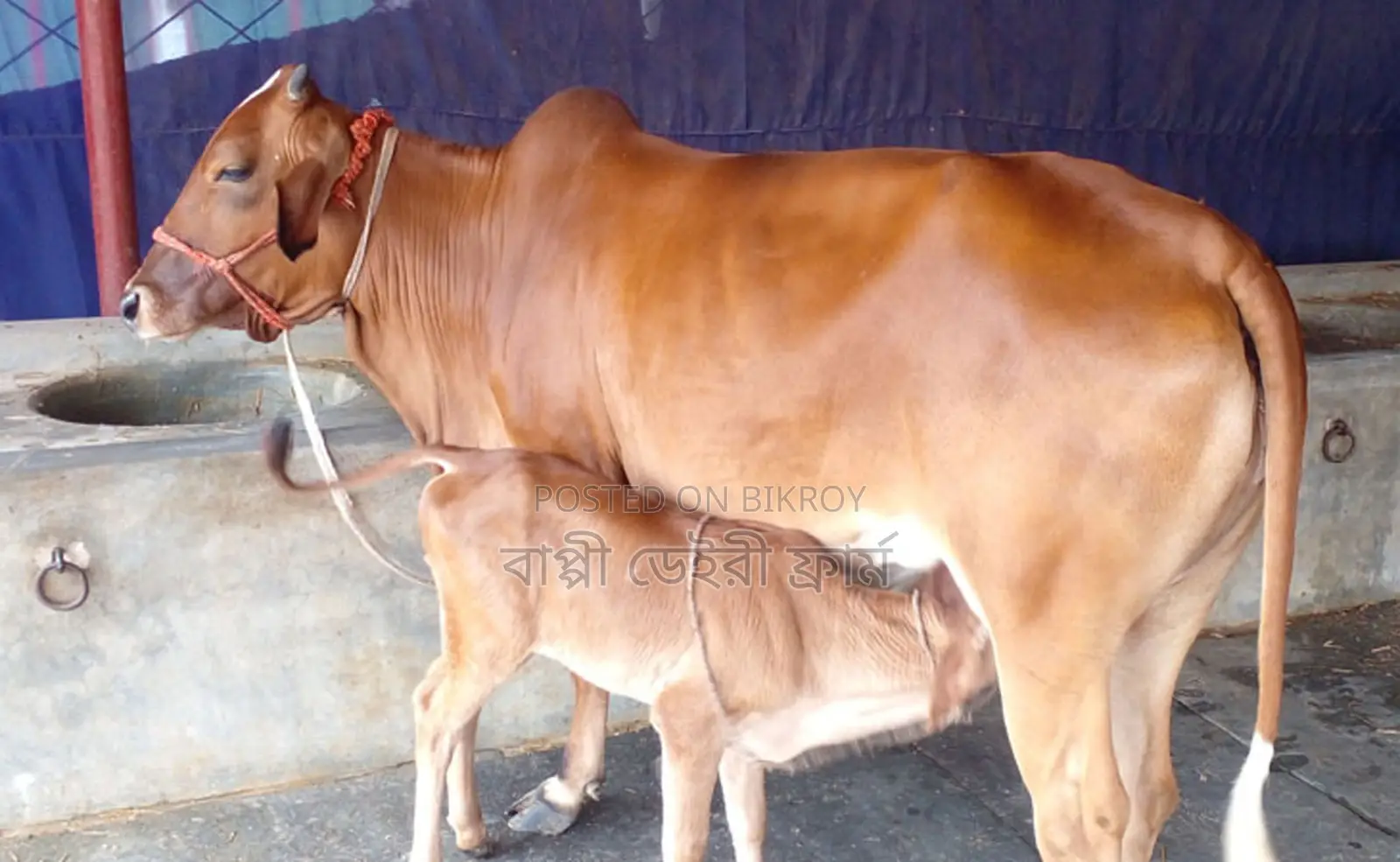 ১৩৯২ নং উন্নত জাতের গাভী বিক্রয় হবে।