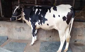 ১৩৯৩ নং গাভী গরু