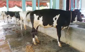 Buy 5 high-quality heifers for rearing, ID 1394.