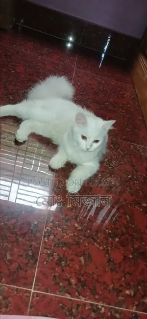 6-12 Months Female Purebred Cat
