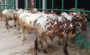 ১৩৯৫ নং উন্নত জাতের ৭টি এড়ে বিক্রয় হবে ।