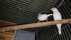 Snow White Java Bird