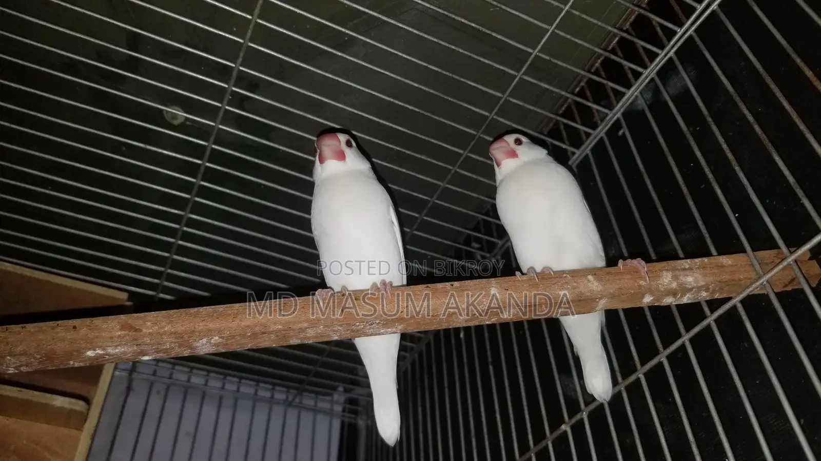 Snow White Java Bird
