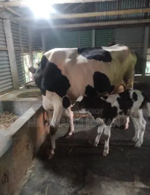 গরু বাছুর বিক্রি করা হইবে।
