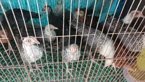 ফাওমি মুরগির বাচ্চা