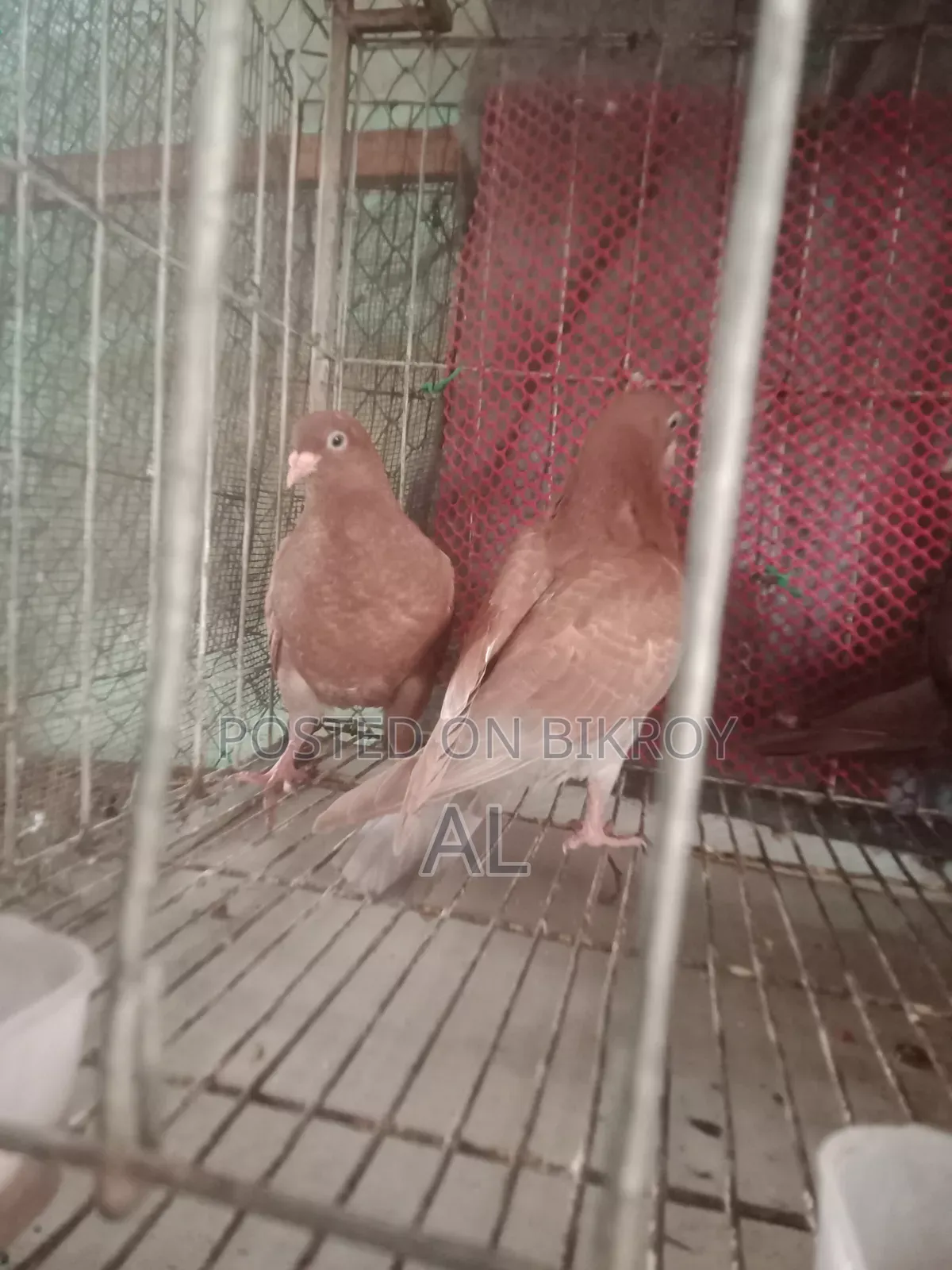 রানিং গিরিবাজ কবুতর বিক্রি হবে