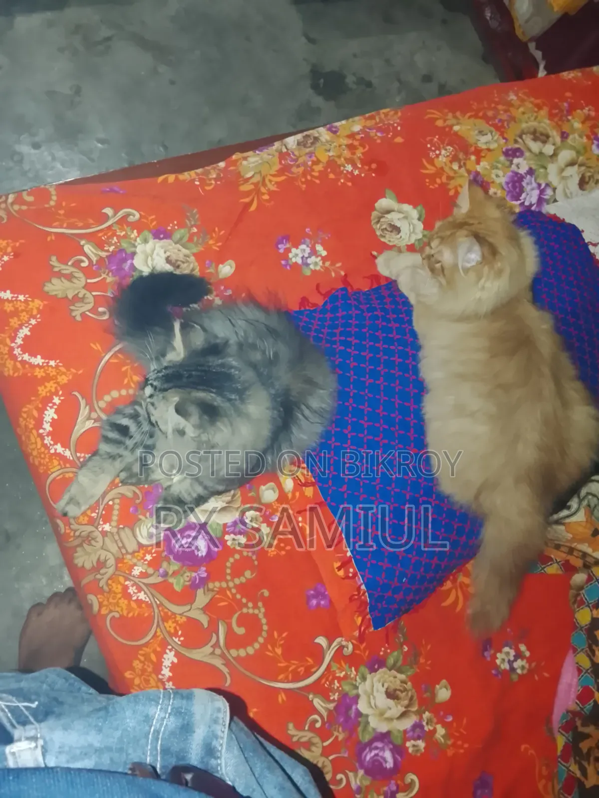 6-12 Months Male Purebred British Shorthair