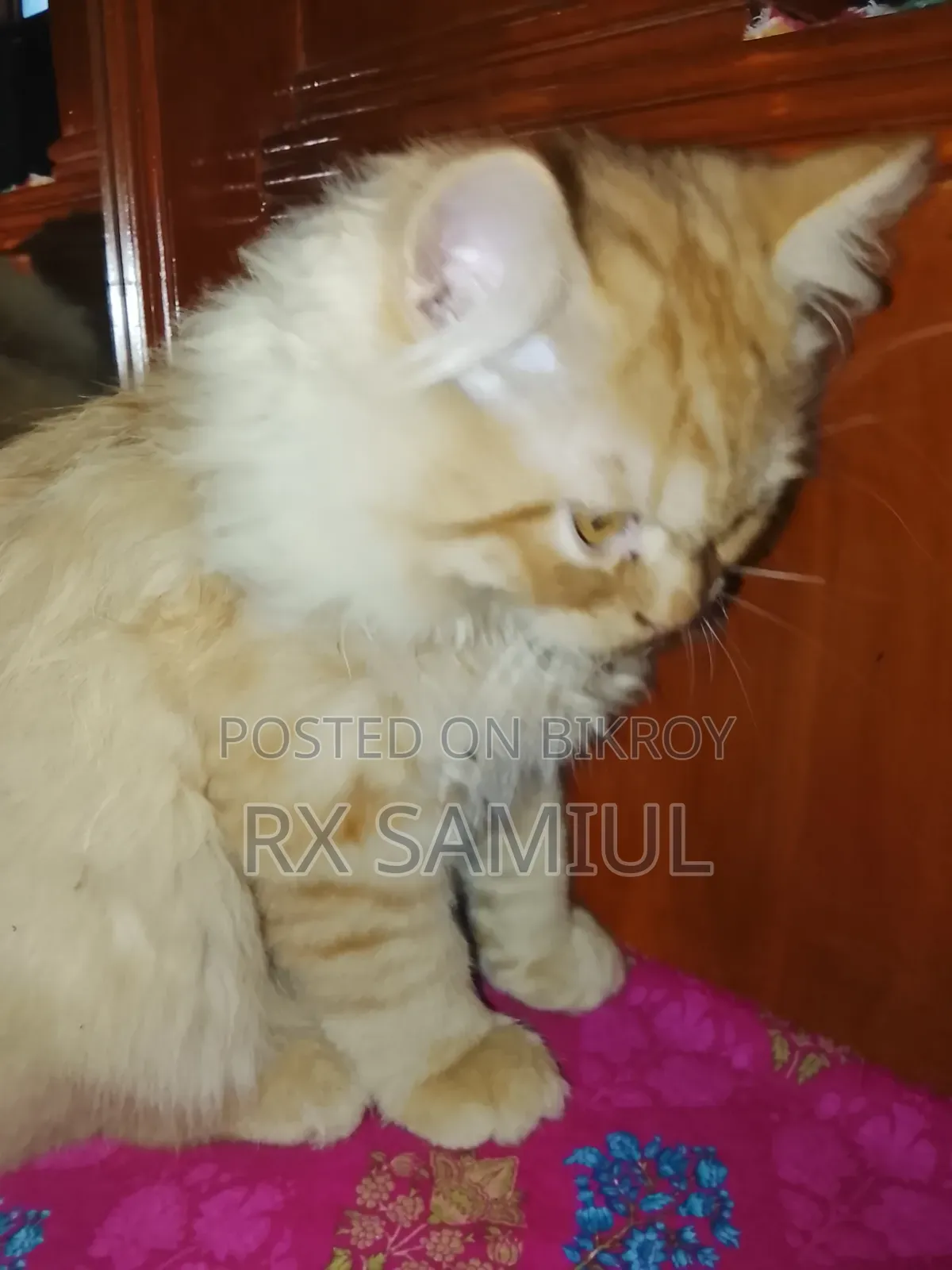 6-12 Months Male Purebred British Shorthair