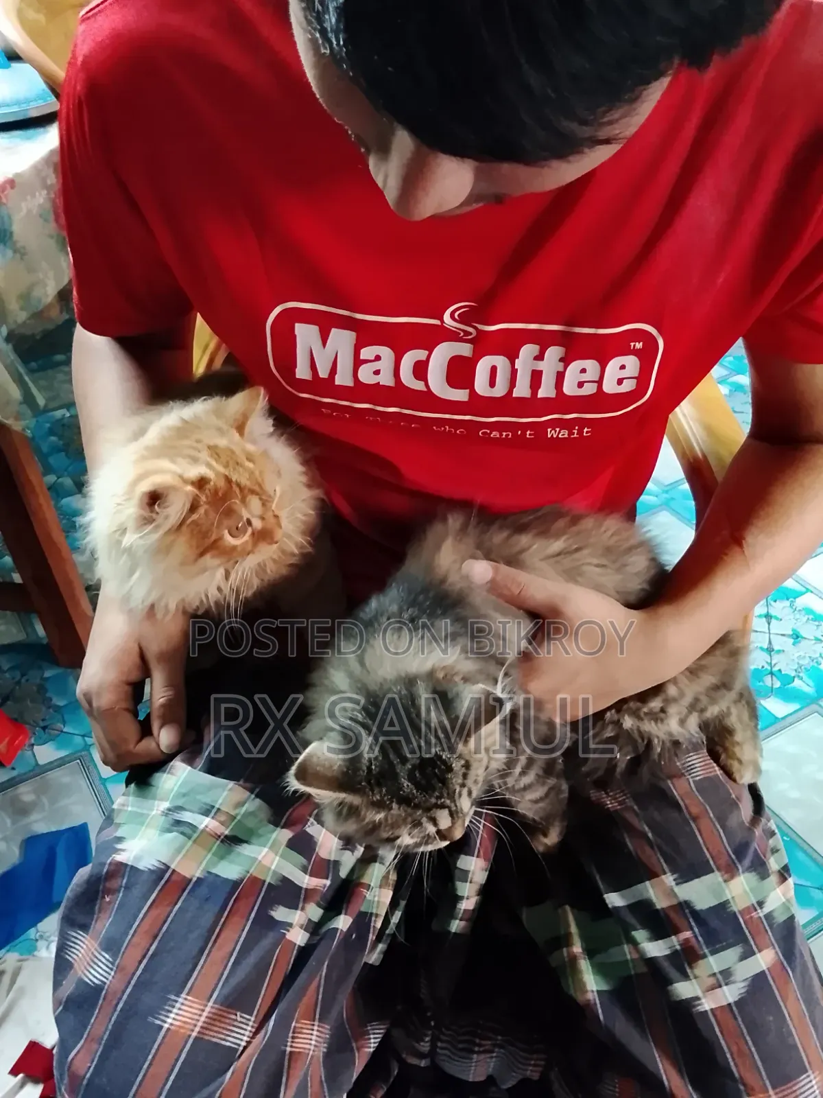 6-12 Months Male Purebred British Shorthair