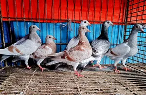 রেসার কবুতর