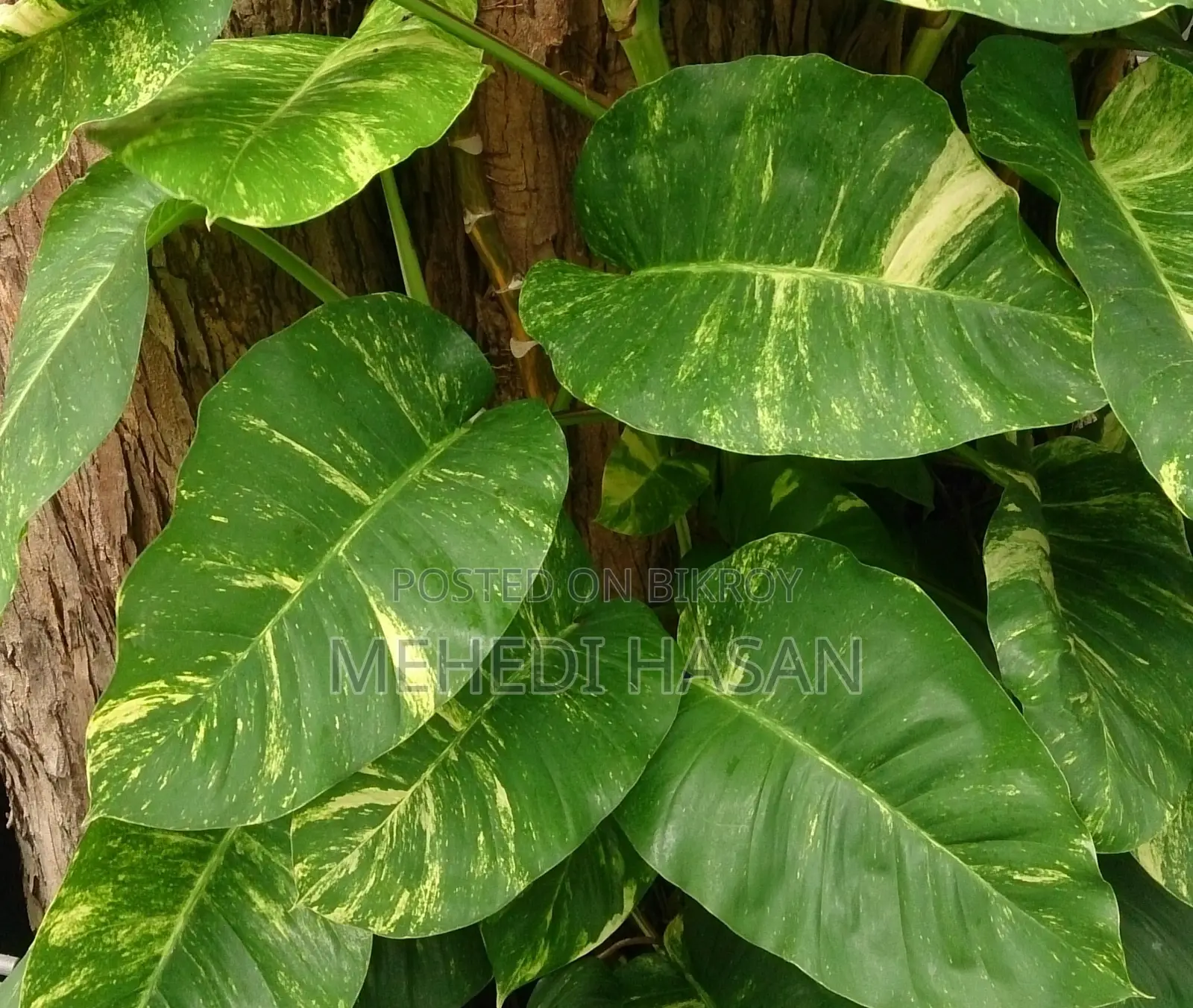 মানিপ্লান্ট