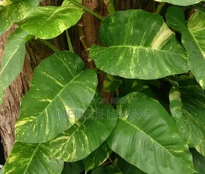 মানিপ্লান্ট
