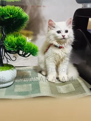 3-6 Months Male Purebred Persian