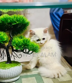 3-6 Months Male Purebred Persian