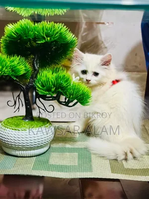 3-6 Months Male Purebred Persian