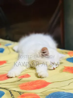 3-6 Months Male Purebred Persian