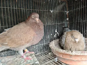 লাল চুল্লি বিগ সাইজ