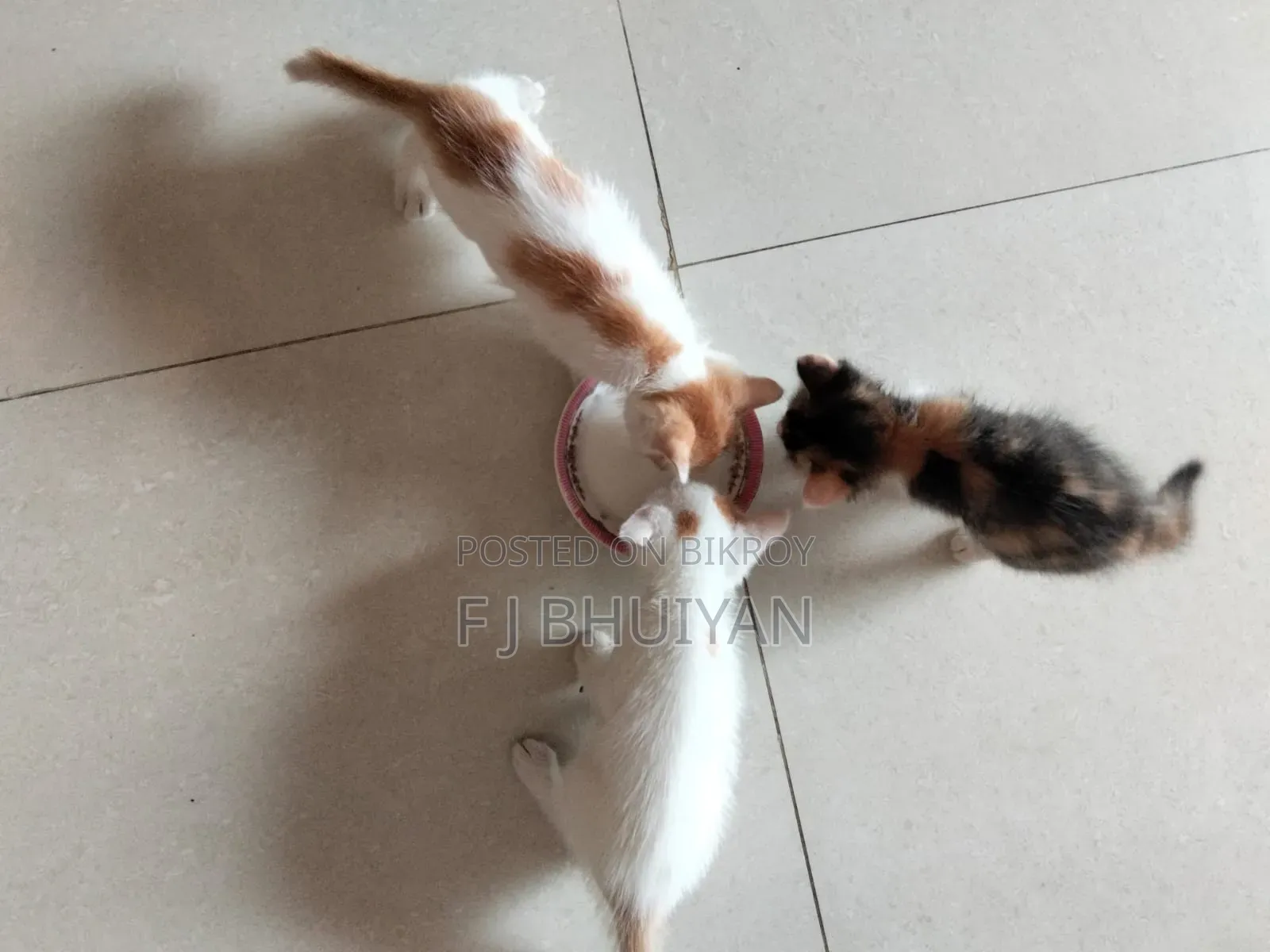 1+ Year Female Mixed Breed Persian