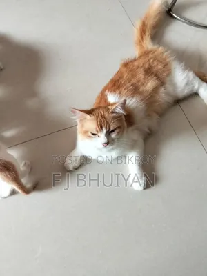 1+ Year Female Mixed Breed Persian