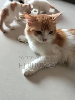 1+ Year Female Mixed Breed Persian