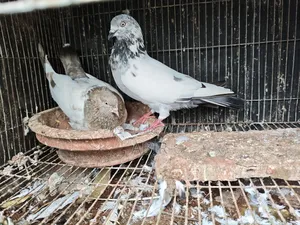 জোড়া কবুতর