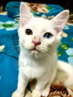 1-3 Months Male Mixed Breed Cat