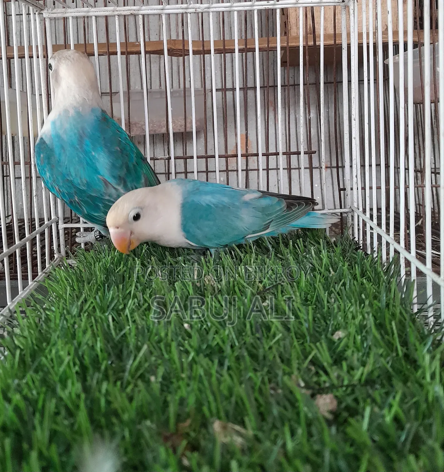 Love Bird Opalin