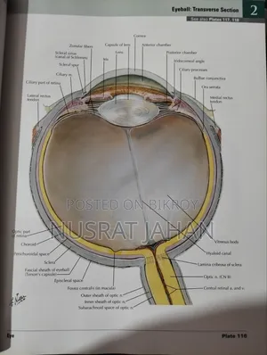Netter's Atlas of Human Anatomy (Original)