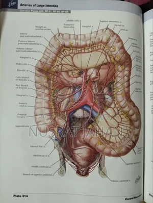 Netter's Atlas of Human Anatomy (Original)