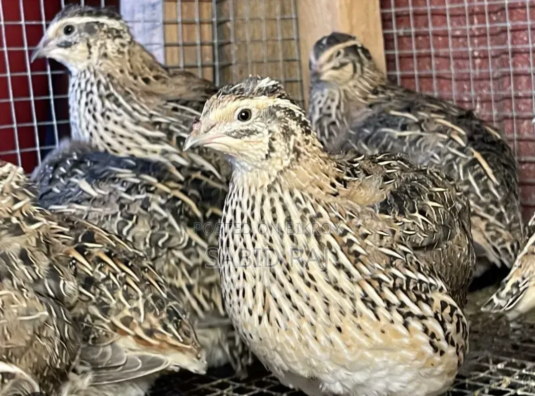 30-day-old healthy and strong female quail bird for sale