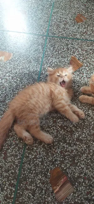 1-3 Months Male Purebred Persian