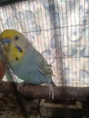বাজিগার এবং লাভবার্ড