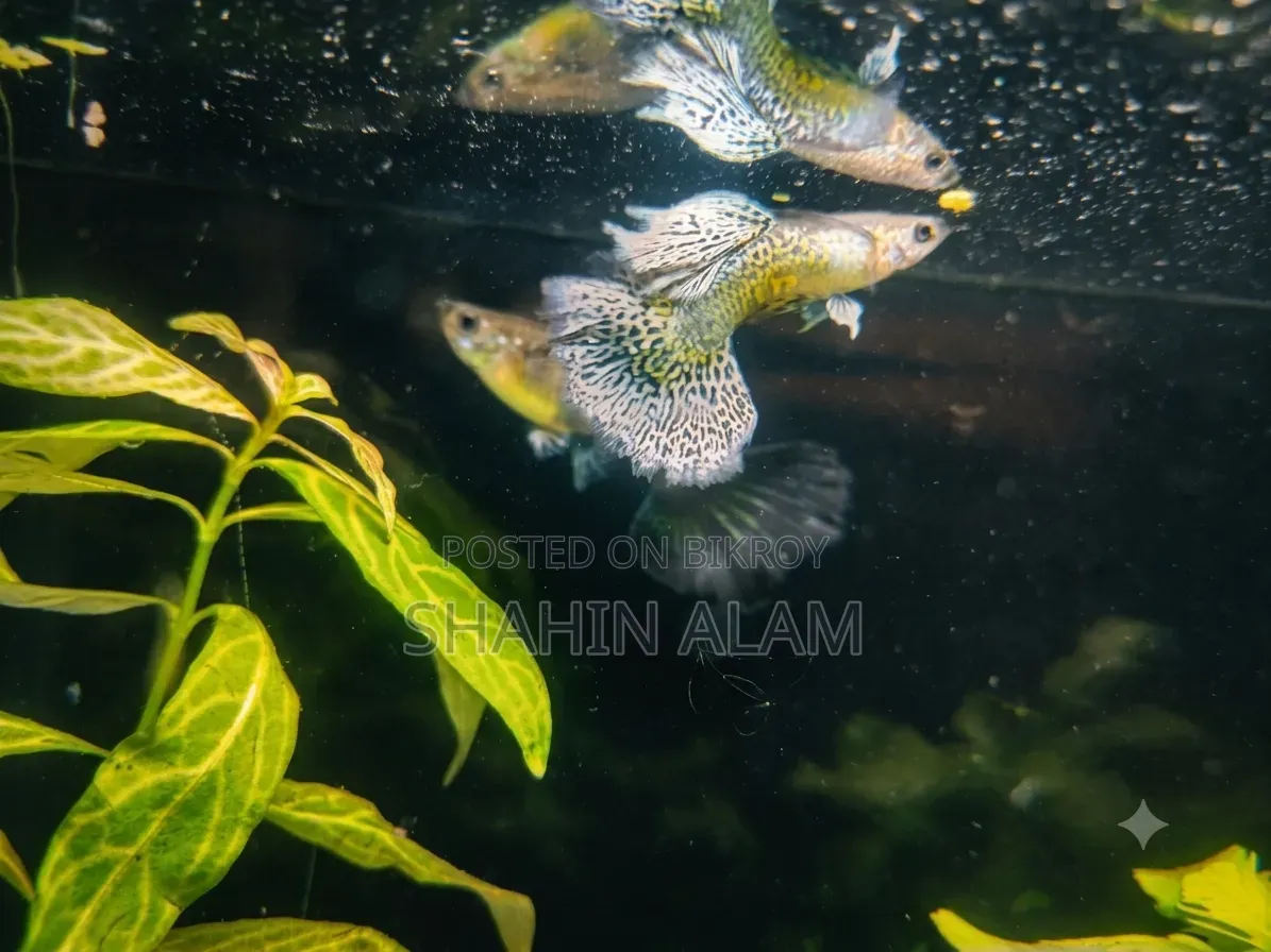 ​ প্রিমিয়াম কোয়ালিটি ইম্পোর্টেড Purple Berry Dragon গাপ্পি পেয়ার