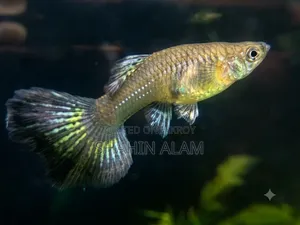 ​ প্রিমিয়াম কোয়ালিটি ইম্পোর্টেড Purple Berry Dragon গাপ্পি পেয়ার