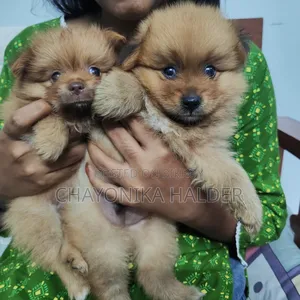 1-3 Months Female Purebred Pomeranian