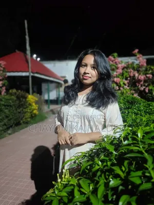 ১-৩ মাস বয়সী মেয়ে পিওরব্রেড পোমেরানিয়ান
