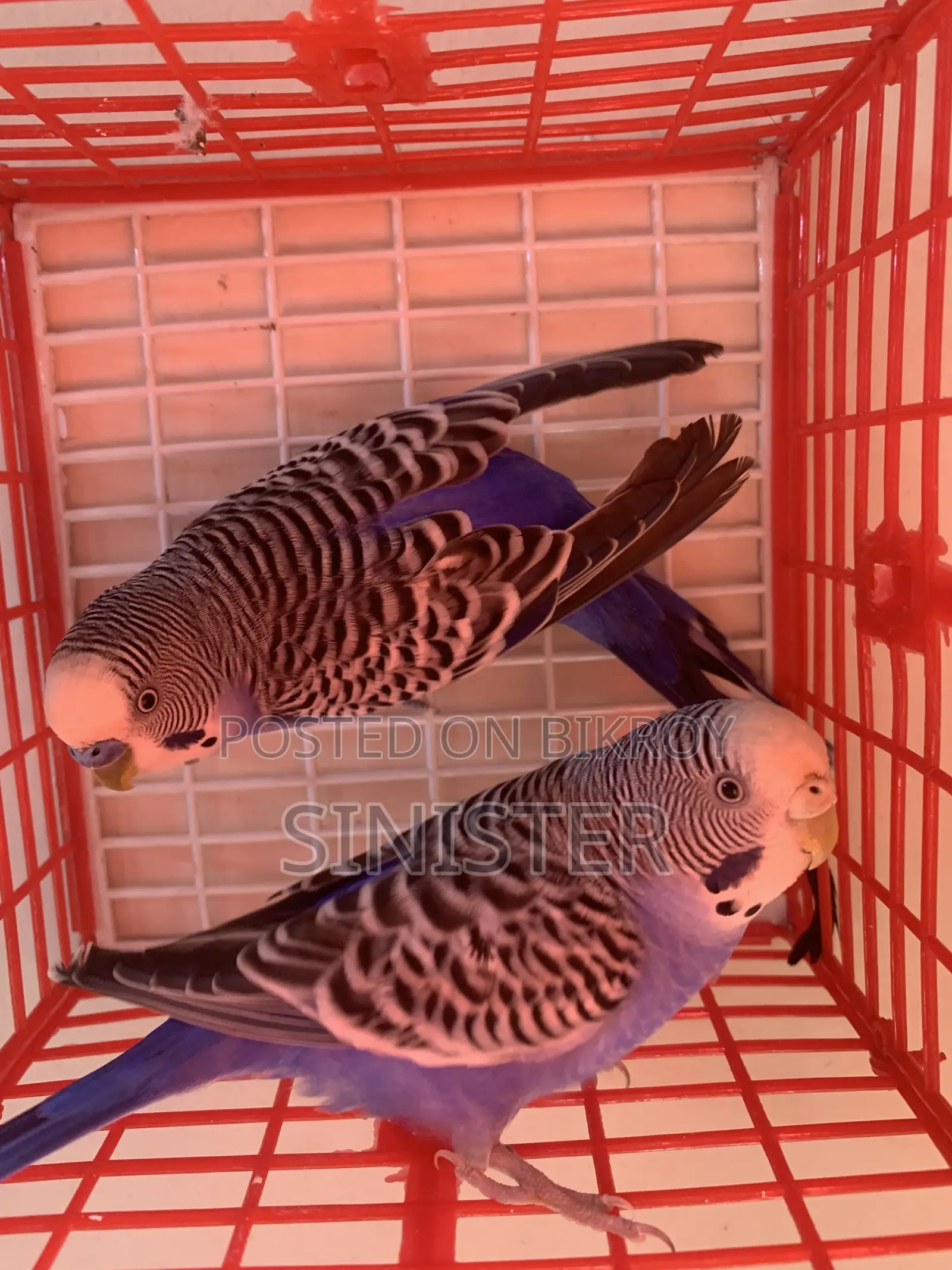 2 Pair Running Budgie