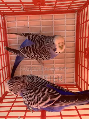 2 Pair Running Budgie