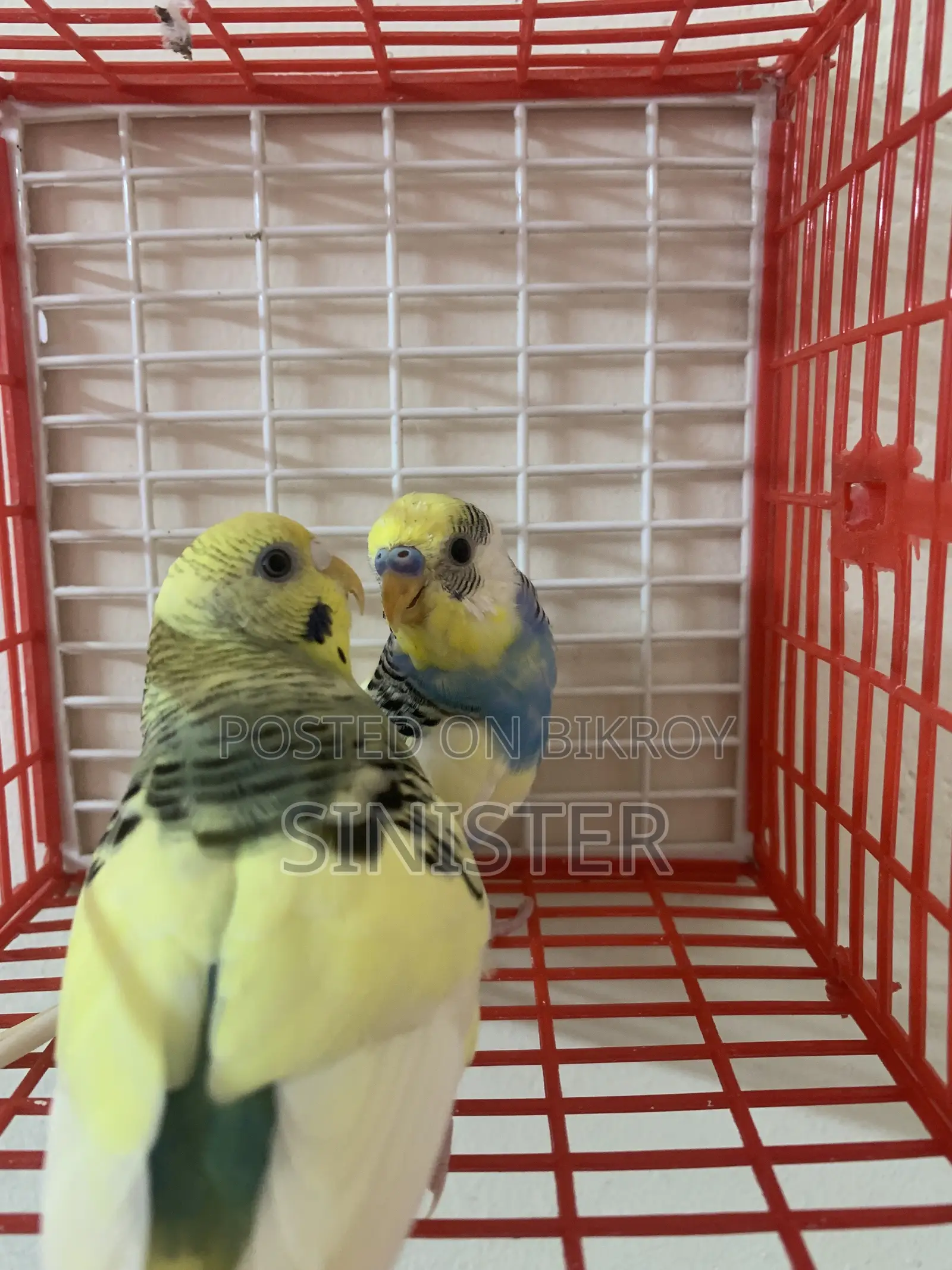 2 Pair Running Budgie