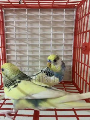 2 Pair Running Budgie