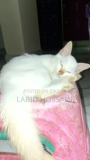 ১-৩ মাস বয়সী পুরুষ মিশ্র জাতের ব্রিটিশ শর্টহেয়ার