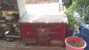 খাঁচা বিক্রি হবে