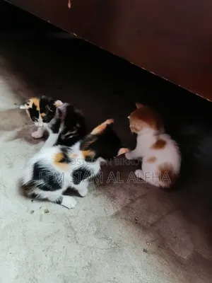 ১-৩ মাস বয়সী মিক্সড ব্রিড এক্সোটিক বিড়াল (পুরুষ)