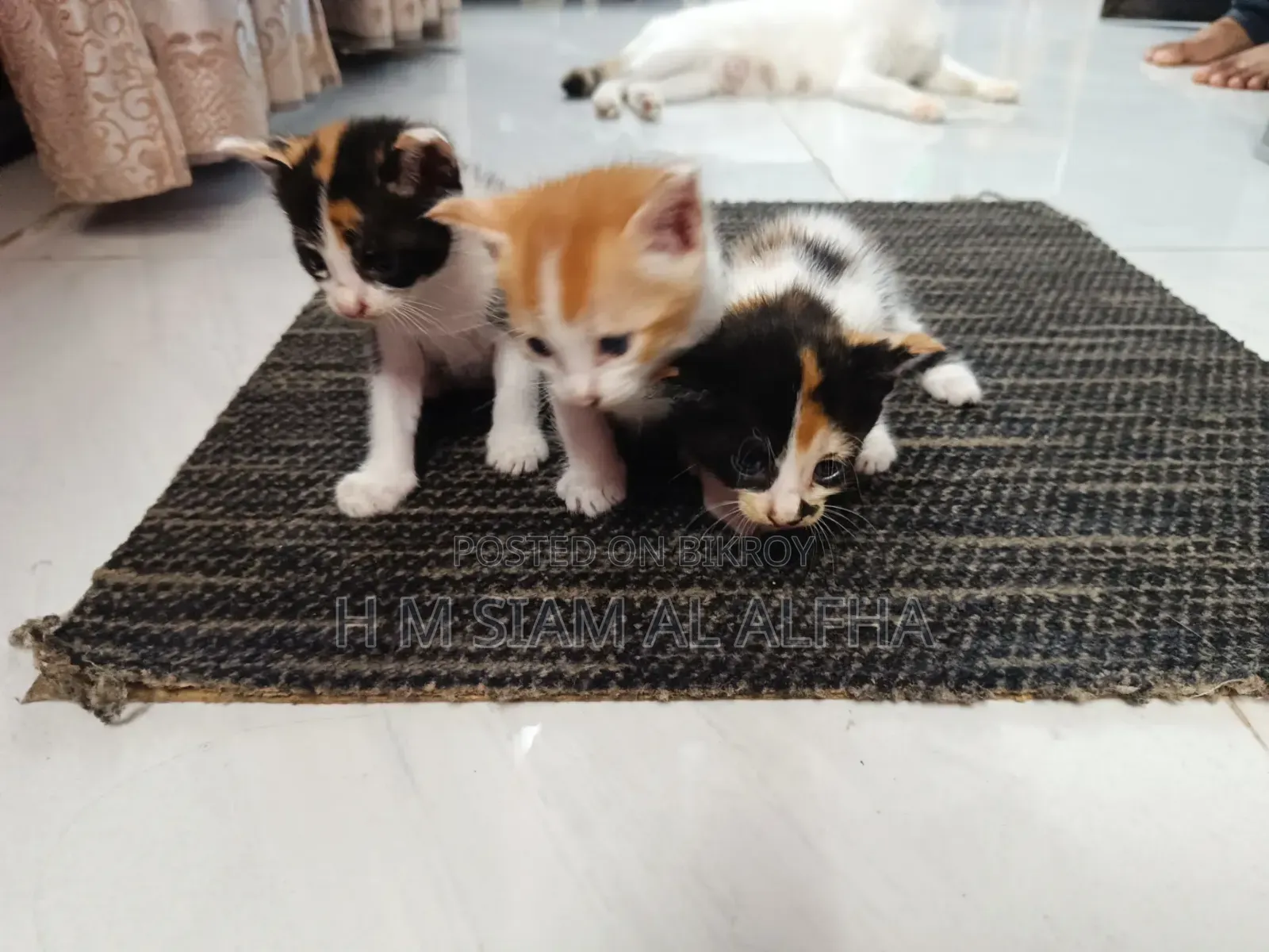 1-3 Months Male Mixed Breed Exotic