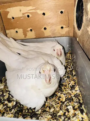 অ্যালবিনো ককাটেল ব্রিডিং পেয়ার