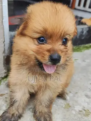 1-3 Months Male Purebred Pomeranian