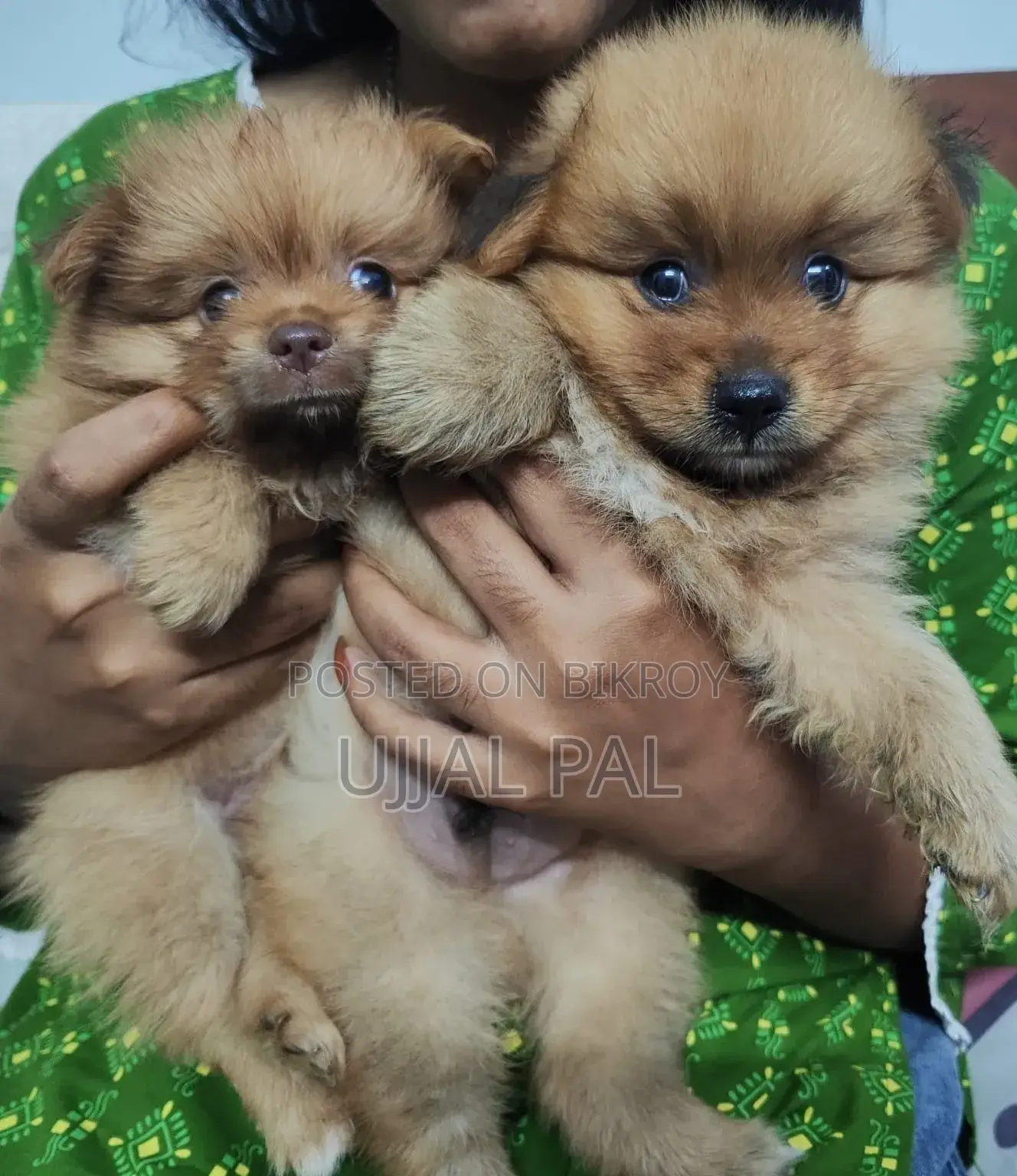 1-3 Months Male Purebred Pomeranian