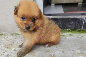1-3 Months Male Purebred Pomeranian