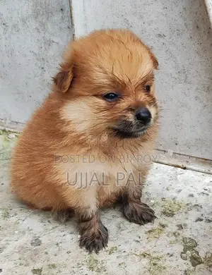 1-3 Months Male Purebred Pomeranian