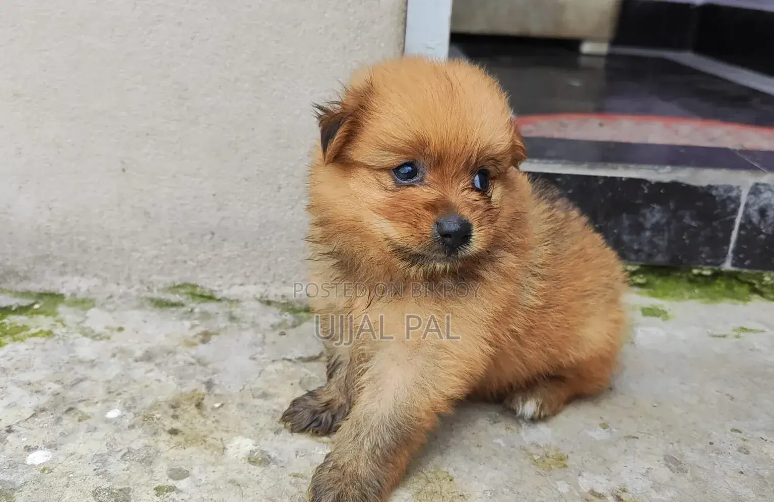 1-3 Months Male Purebred Pomeranian